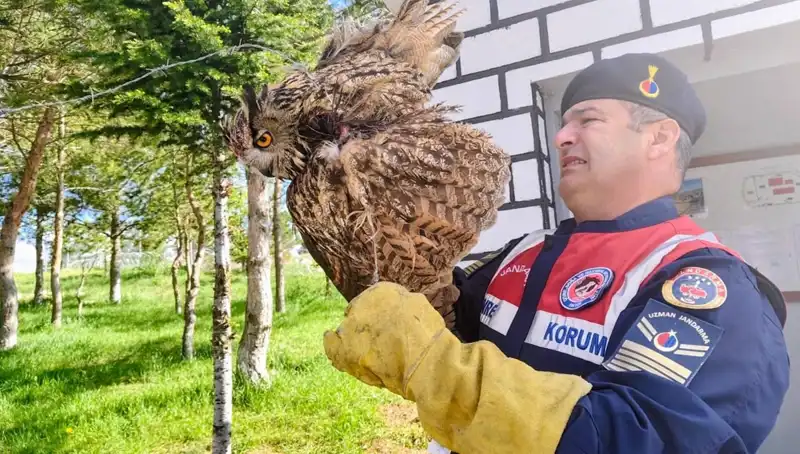 Dikenli Tellere Takılan Puhu, Hayvanseverler Tarafından Kurtarıldı