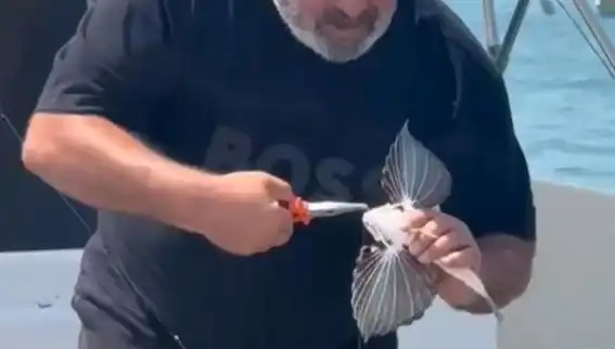Saros'ta Nadir Görülen Kırlangıç Balığı Avlandı: Denizin Gizemli Yüzü Keşfedildi