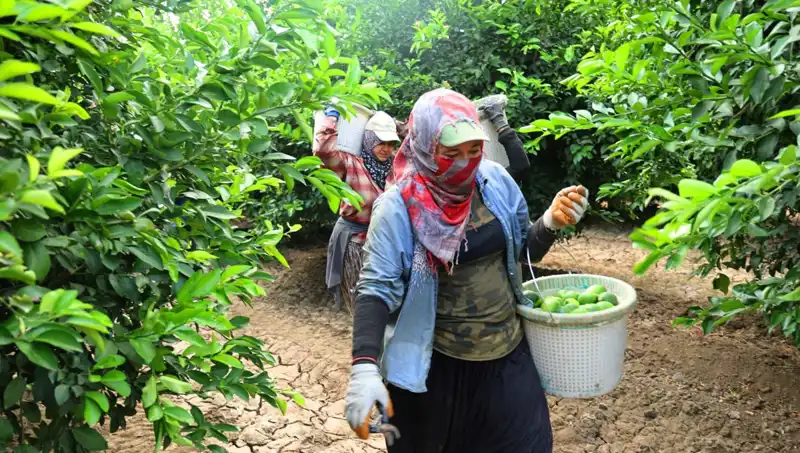 Markette Astronomik Fiyat: Kilo 150 Lira, Hasat ile Fiyatlar Düşecek mi?