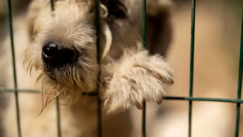 İş Stresi, Sevimli Dostlarımızı da Etkiliyor: Köpeklerde Gözlemlenen Belirtiler