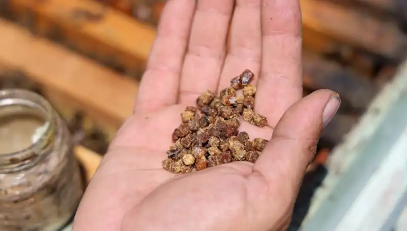Eski Atıklar Şimdi Kilosu 3 Bin TL: Protein Zengini Yeni Besin
