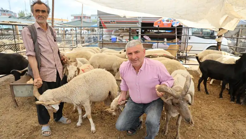 Kurban Pazarı 2023'te Dikkat Çeken Yıldız: 4 Boynuzlu Koçlar