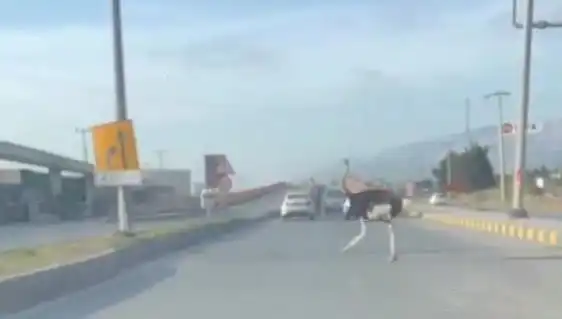 Hatay'da Trafikte Deve Kuşlarıyla Yüzleşen Şaşkın Sürücüler