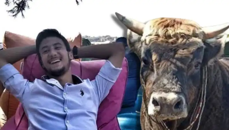 Aydın’da Güreş Boğası Hayatı Kayıp Verdi: Sır Perdesi Aralandı!