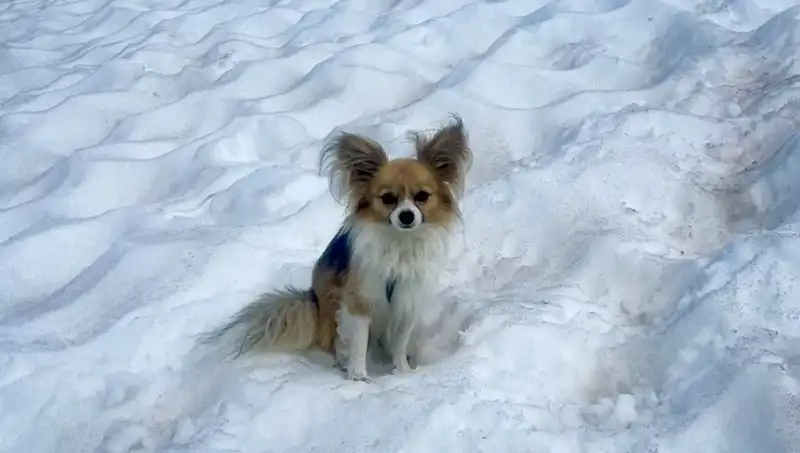Buzul Yarığında Kalmış Adamı Cesur Köpeği Kurtardı