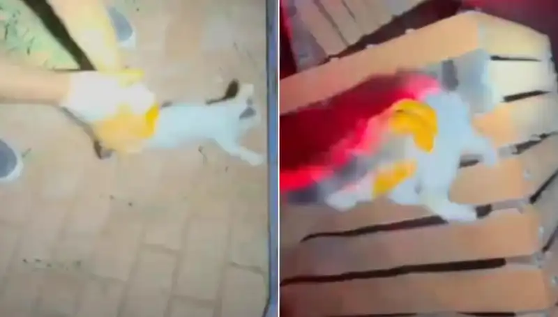 Gece Yarısı İtfaiyesi Hayvan Kurtarma Operasyonuyla Gündeme Geldi
