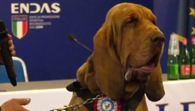 Arama Köpeğine Suikast: Çivili Sosisle Hayatı Kapatıldı