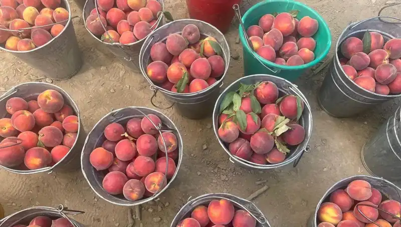 Çiftçilerin Yüzü Güldü: Hasat Sezonunda Fiyatlar Uçuşa Geçti!