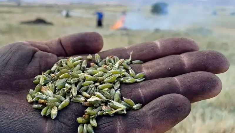 Firik Sezonu Başladı: Eşsiz Lezzetiyle Sofraları Şenlendiriyor