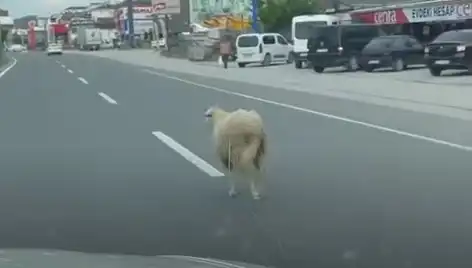 Yalova’da Kaçan Kurbanlıklar, Trafik Kargaşasına Neden Oldu!