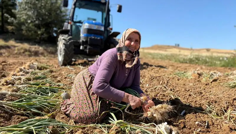 Selenyum Zengini Bu Ürün, Tarlada Günde 1200 Lira Kazandırıyor!