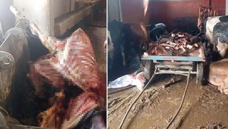 Adana'da Şok Et Dürüm: 2,5 Ton At Eti Ele Geçirildi, 4 At Kurtarıldı!