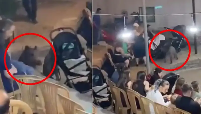 Düğünde Yaban Domuzu Paniği: Konuklar Ne Yapacağını Şaşırdı!