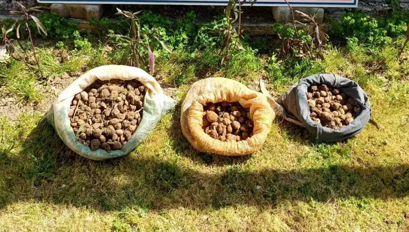 Salep Toplayıcıları 10 Kilo ile Yakalandı, Hüküm Bekleniyor!